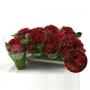 HORTENSIA rouge 3+FLR H23 P10
