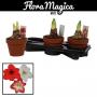 AMARYLLIS 2FLR H30 P17-TC