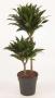 DRACAENA compacta H80 P19