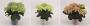 HORTENSIA H23 P11-CERAM