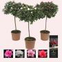 AZALEA flandresse TG H60 P19