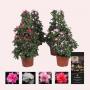 AZALEA flandresse PYR H65 P17