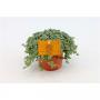 PILEA glauca H15 P10.5