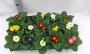 PRIMULA acaulis H15 P10.5