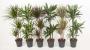 Dracaena 60-30-p21