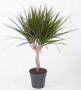 DRACAENA marginata TRESS H60 P15