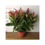 LEUCOTHOE zeblid H25 P11