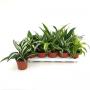 DRACAENA dragon H23 P12