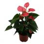 ANTHURIUM sweetdream Pink H40 P12