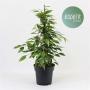 Ficus anastasia h70-p17