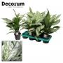 AGLAONEMA silver Queen H45 P15