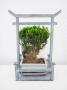 BONSAI caisse Bamboo H25 P15