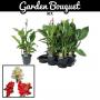 Canna flr-h70-p17
