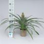 ANANAS champaca Avec Fruit avec fruit H45 P15