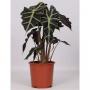 ALOCASIA polly H55 P17