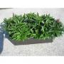 Oeillet chine h45-jard40-coul