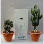 CACTUS campana H60 P27