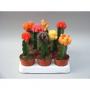 CACTUS GREF H12 P8