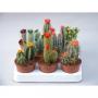 CACTUS fleurs Art. H20 P8.5