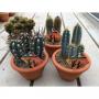 CACTUS campana H25 P15