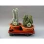 CACTUS campana H40 P20
