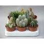 CACTUS H20 P8.5