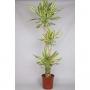 DRACAENA yellow Coast 105-60-20 P24