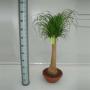 BEAUCARNEA droit H100 CPEØ30