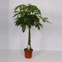 PACHIRA TG-TRESS H130 P24