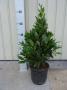 LAURUS nobilis PYR H60 P16