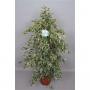 FICUS twilight H140 P27