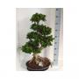 FICUS ginseng H90 CPEØ42-CERAM