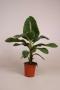 Musa tropicana h50-p17