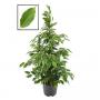 FICUS anastasia H105 P21