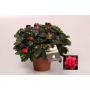 AZALEA flandresse Rouge Ø22/25 P12
