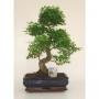 BONSAI + Scpe H45 P30