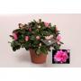AZALEA flandresse Rose Ø22/25 P12