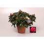 AZALEA flandresse Rouge Ø27/30 P14