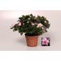 AZALEA flandresse Panache Ø27/30 P14