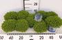 HEBE green Globe H15 P12