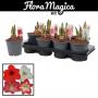 AMARYLLIS 2FLR H25 P14