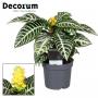 APHELANDRA H25 P13