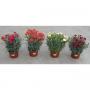 OEILLET des Fleuristes Carnelia FORT H25 P17