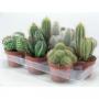 CACTUS H20 P10