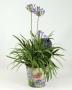 AGAPANTHUS pot cover H40 P19