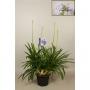 AGAPANTHUS bleu 5FLR H100 P30