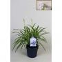 AGAPANTHUS bleu H55 P17
