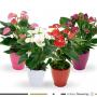 ANTHURIUM H35 P13-CERAM