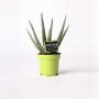 ALOE vera H25 P10.5