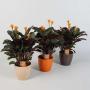 CALATHEA crocata H45 P15-CERAM